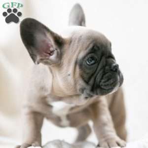 Karis, French Bulldog Puppy